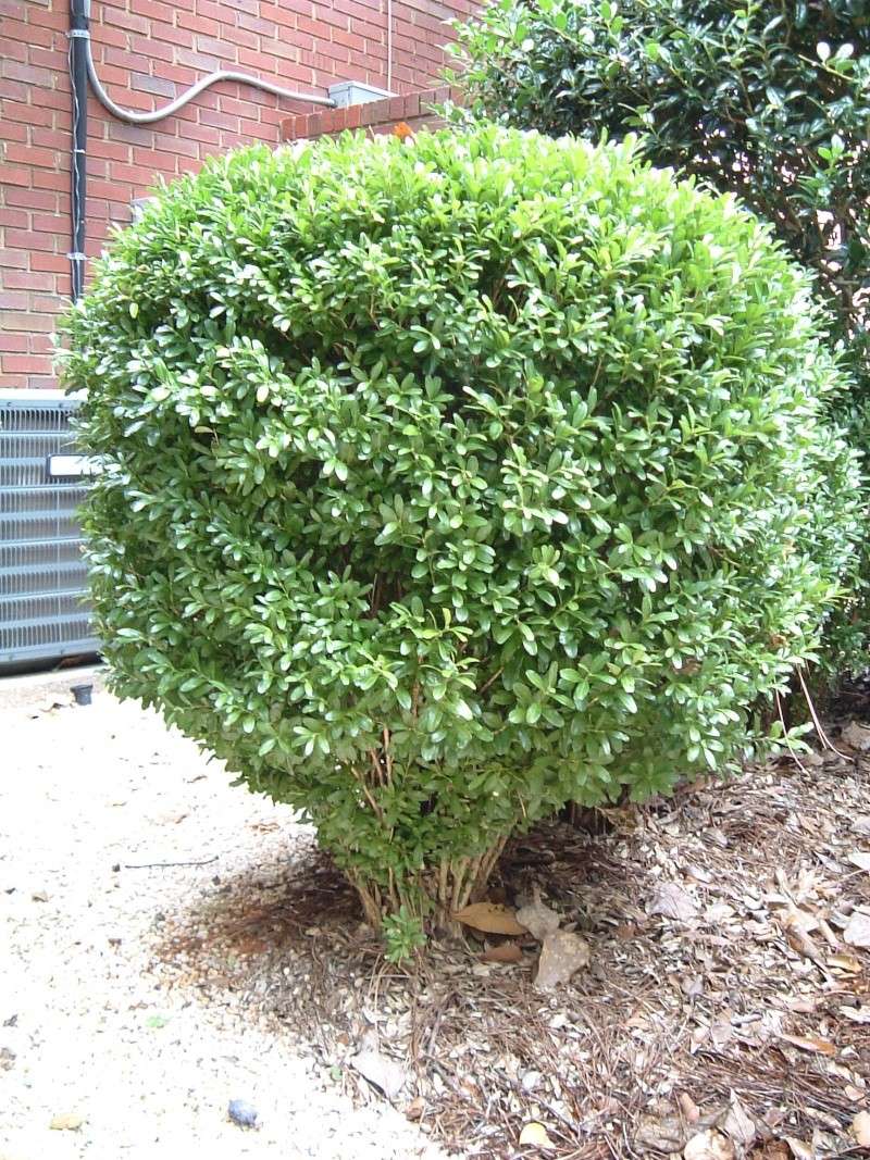 Buxus microphylla 'japonica' vs. Buxus harlandii Harlan11