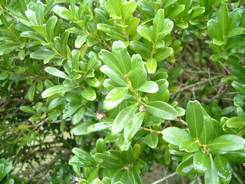 Buxus microphylla 'japonica' vs. Buxus harlandii Harlan12