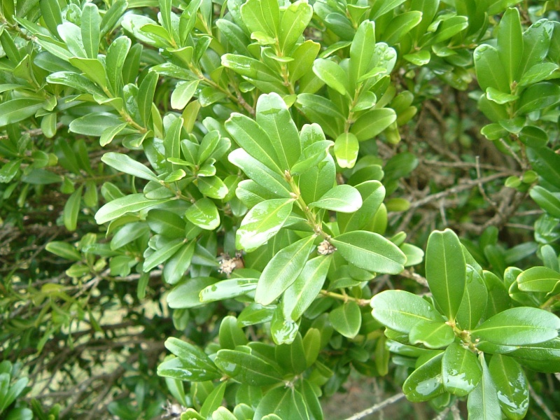 Buxus microphylla 'japonica' vs. Buxus harlandii Harlan12