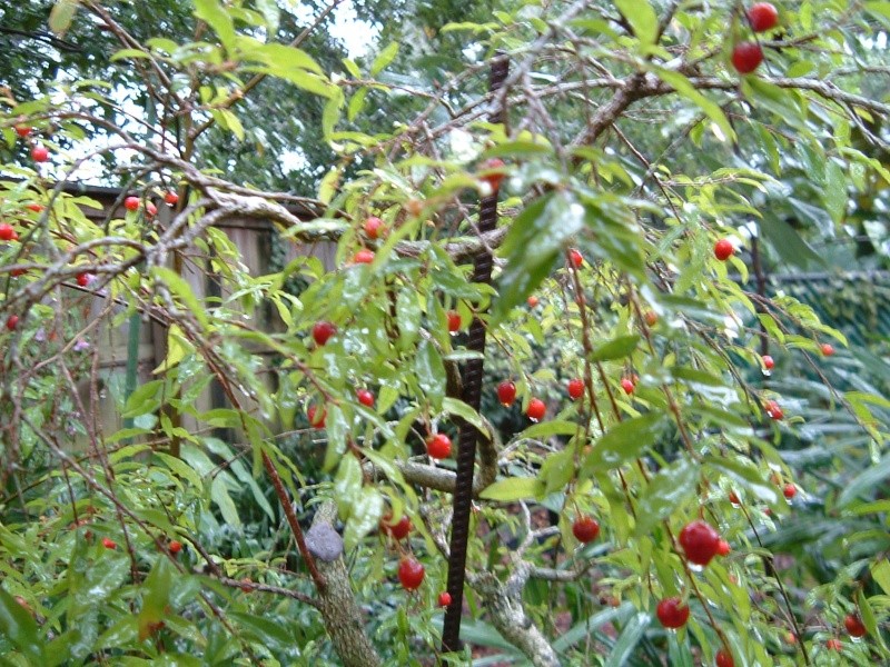 Dwarf Weeping Barbados Cherry - Malpighia pendiculata - Page 2 Malpig21