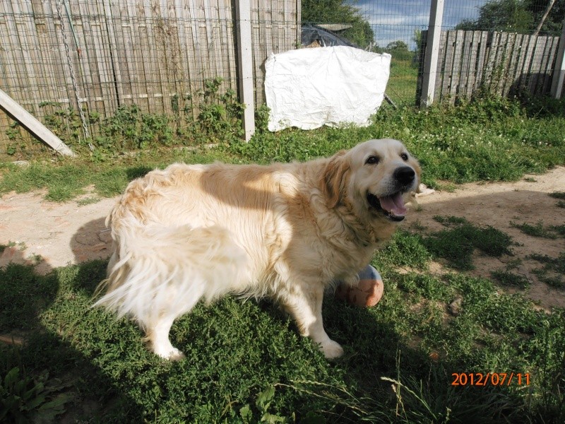 VICA femelle Golden retreiver 8 ans Annie210