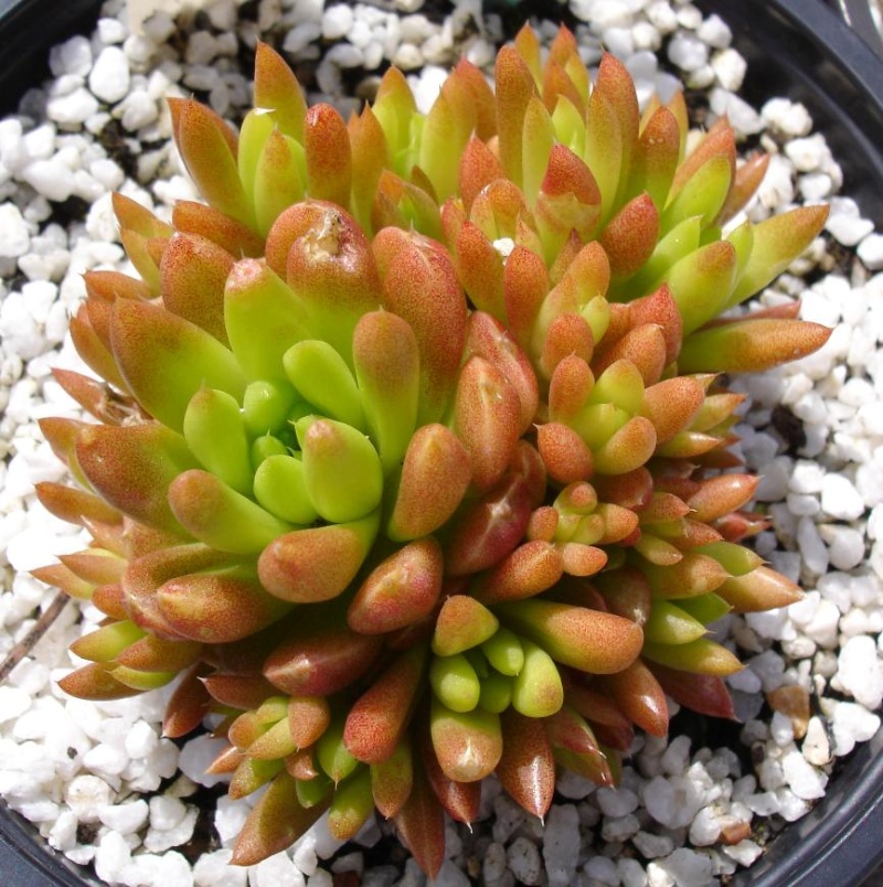 Orostachys japonica (Lotus Nail) Jap10