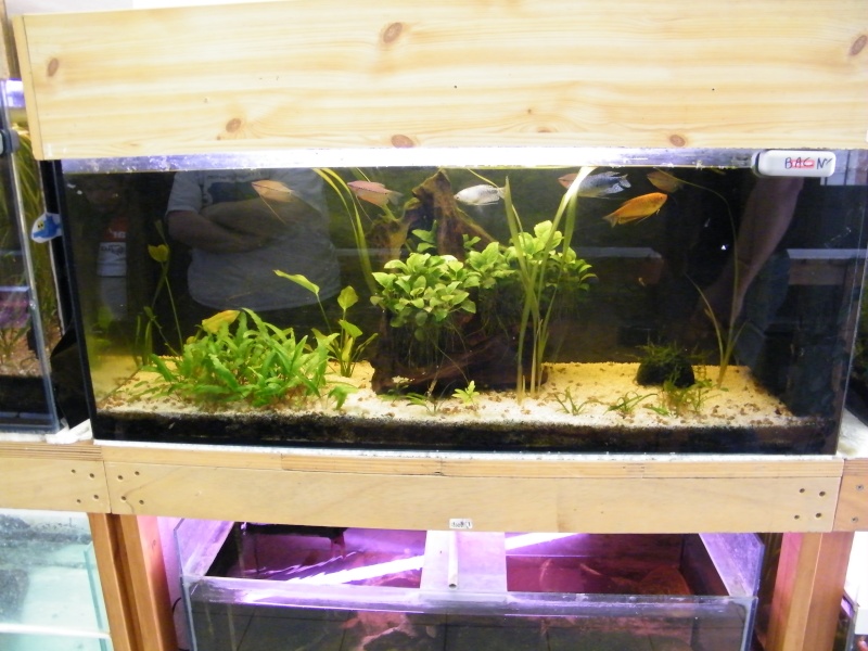 aquarium - Visite du club des amis de l'aquarium et aqua-terrarium (77) du dimanche 1er Avril Dscf6120