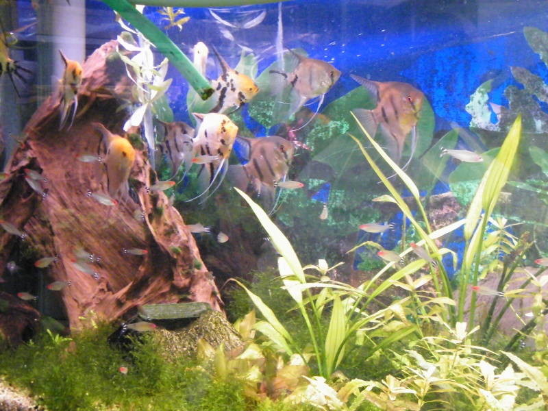 aquarium - Visite du club des amis de l'aquarium et aqua-terrarium (77) du dimanche 1er Avril Dscf6130