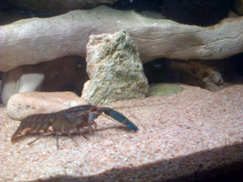 Cherax sp. "Blue Moon"  Img-2011