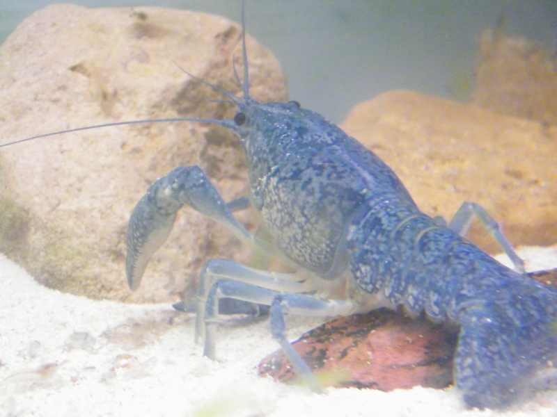 alleni - Procambarus alleni, l'Ecrevisse bleue de Floride Juille44
