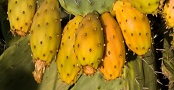 IMA ist ein "Kaktus" Kaktus11