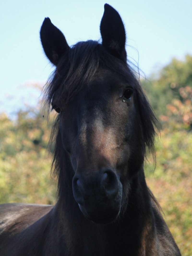 Besoin de photos pour modèle ! Dsc07310