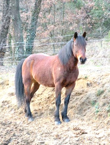 cheval du vercor  à vendre Lazlo311