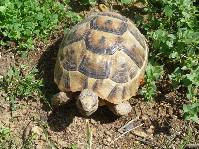 mon enclos pour testudo ibera 00210