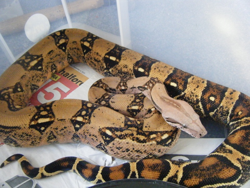Boa Constrictor imperator, les souches pastel Ebv_pa10