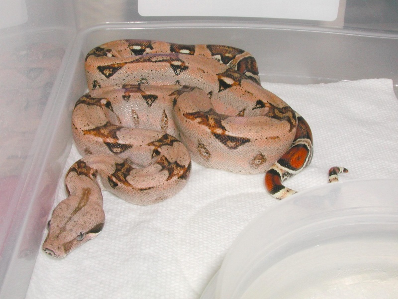 Boa Constrictor imperator, les souches pastel German11