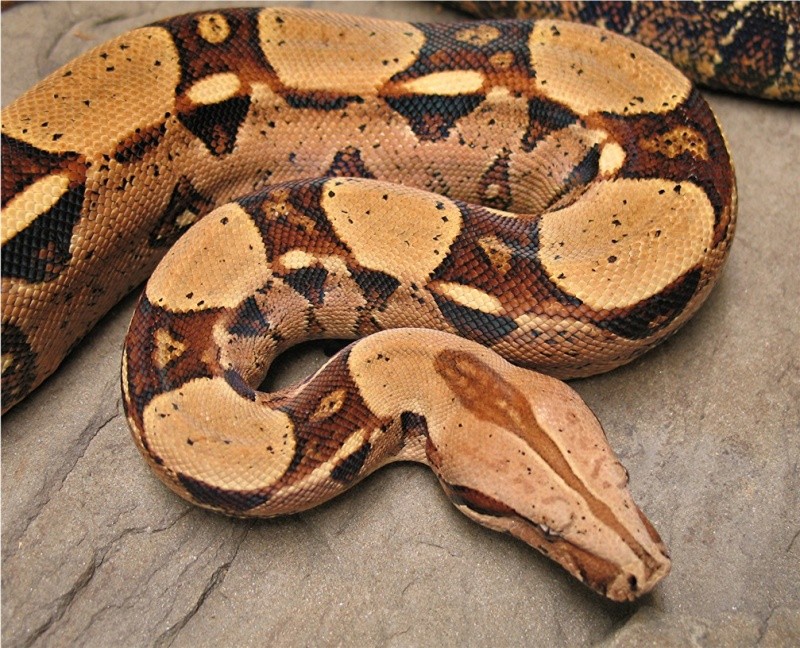 Boa Constrictor imperator, les souches pastel Kupsch11