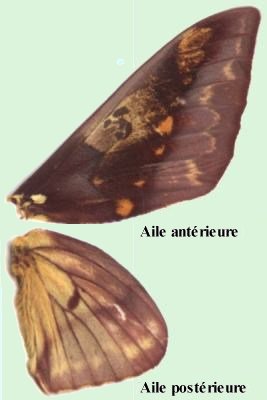مورفولوجية الحشرات - الأجنحة - 1410