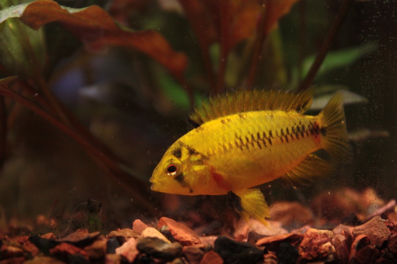 Apistogramma Borelli opal 02511