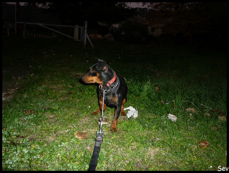 Recueil 8 Chiens PINSCHER, CHIHUAHUA, ... - 14/11/2012 - Page 5 03311