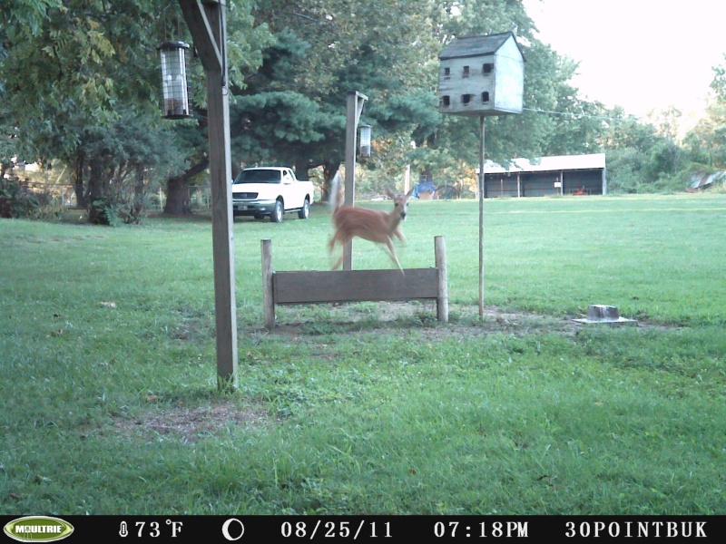 Fawns playing  00310