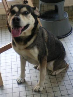 Kami, husky x berger, (m) 7 ANS  REF:31 ADOPTE 1501510