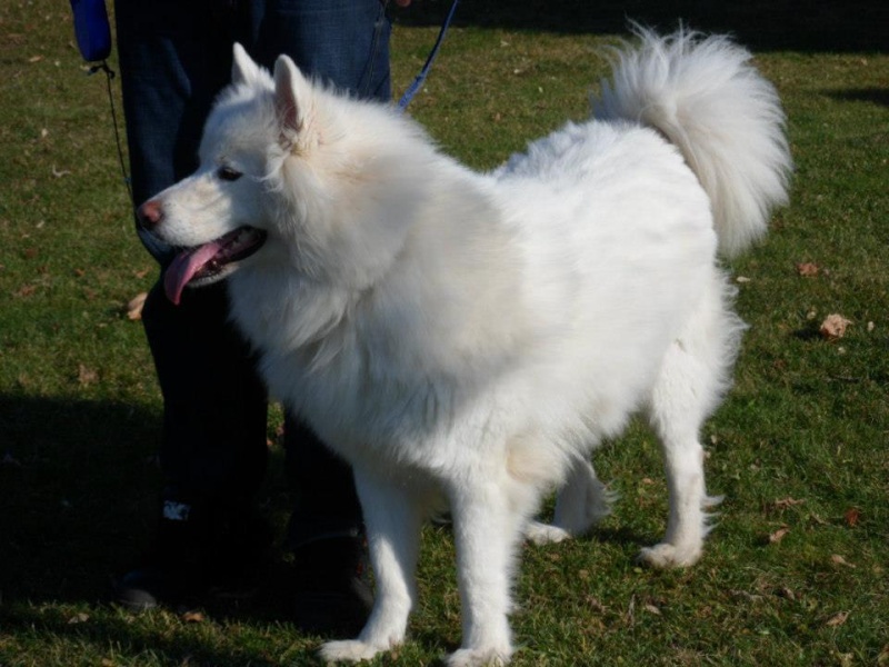 Boris Samoyède 3ans REF Canada ADOPTE 19837510