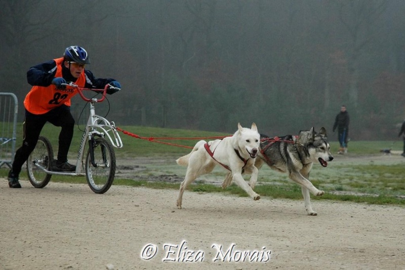 Championnats de France de Mushing Dryland, Dept 41, 1 et 2 décembre 12 1_12_217