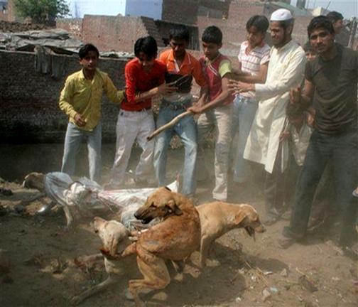 Massacre de chien en Inde! 26934410
