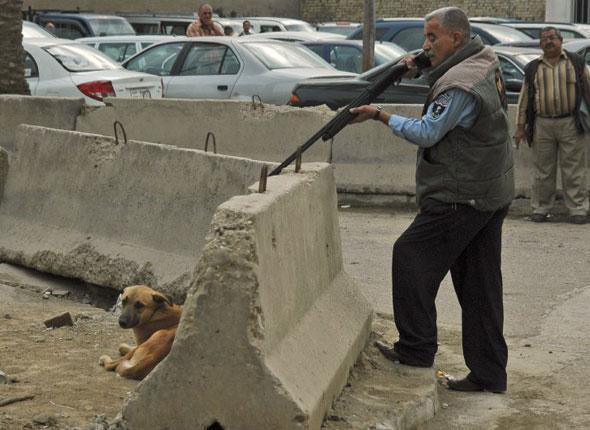 Pétition Contre le massacre des chiens errants de Roumanie. 39212610
