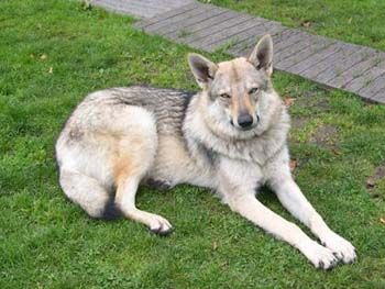 Tchéky, type chien loup Tchecoslovaque ASSO:65 REPRIS PAR SES PROPRIETAIRES 500_f410
