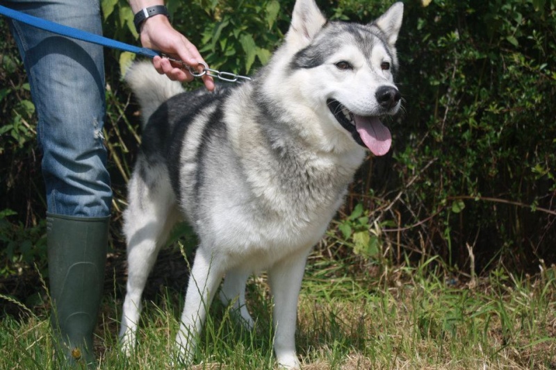 Croc Blanc superbe Husky, 4 ans REF55 ADOPTE 56129110