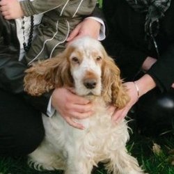 Un chien retrouvé 8 ans après son kidnapping grâce à Facebook Cocker10