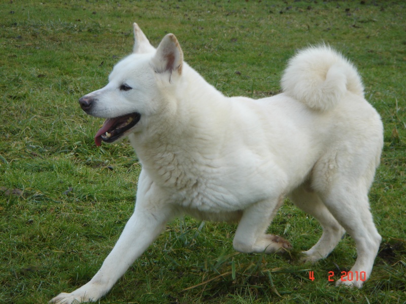 Sam, Akita inu, 10 ans, REF:55 Dsc03510