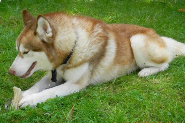 CARAMEL HUSKY (m) 3 ans marron et blanc REF:59 ADOPTE Type_h11