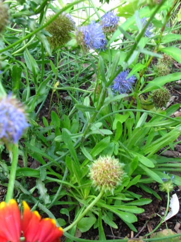 petite fleur bleu  Plante10