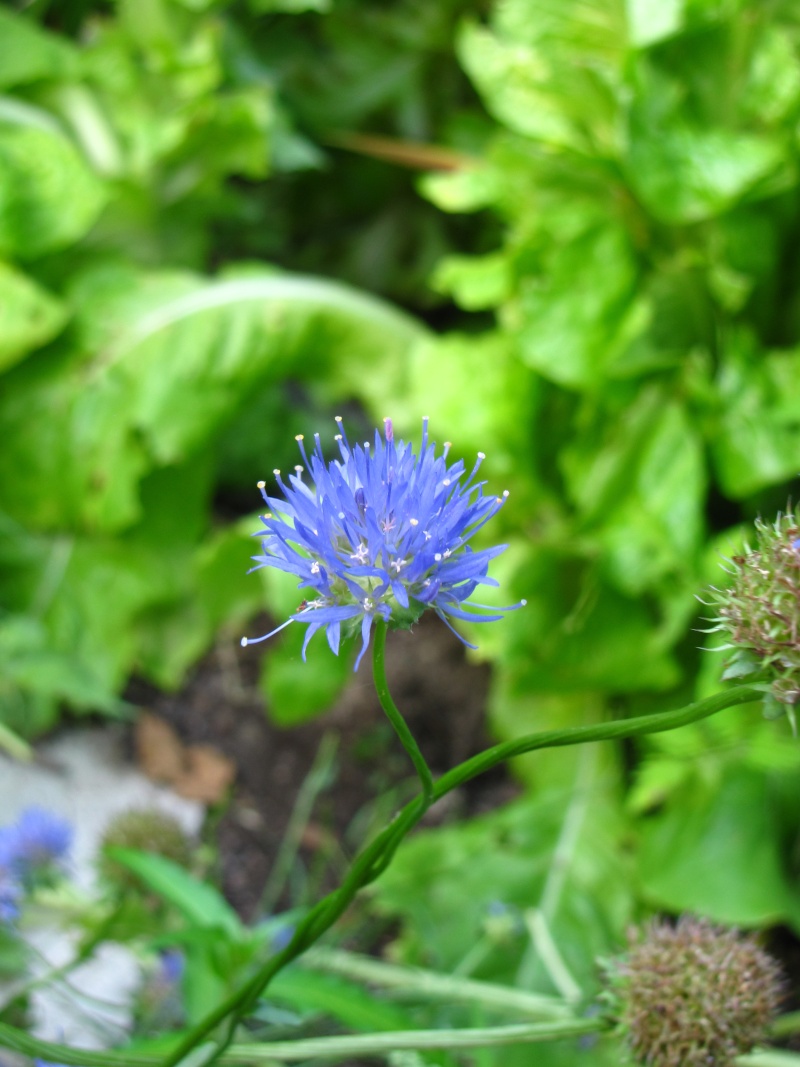petite fleur bleu  Plante11