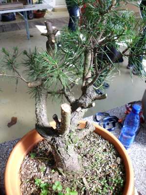 Pinus Sylvestris 24_09_10