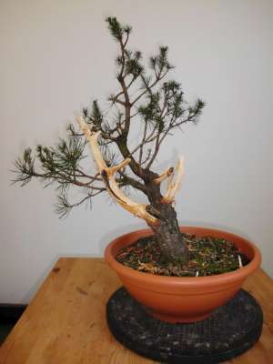 Pinus Sylvestris 24_09_11