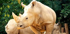 tout cela pour une corne! Le rhinocéros de Java disparait du Vietnam Le_rhi10