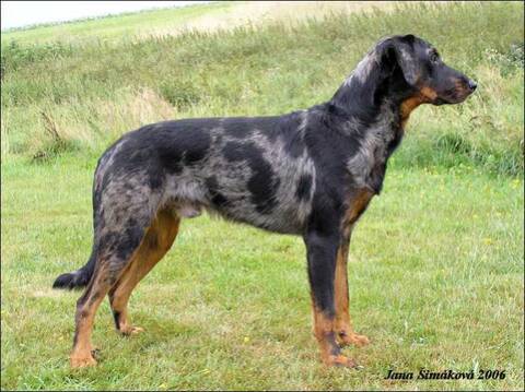 Le Beauceron Noir Ou Arlequin