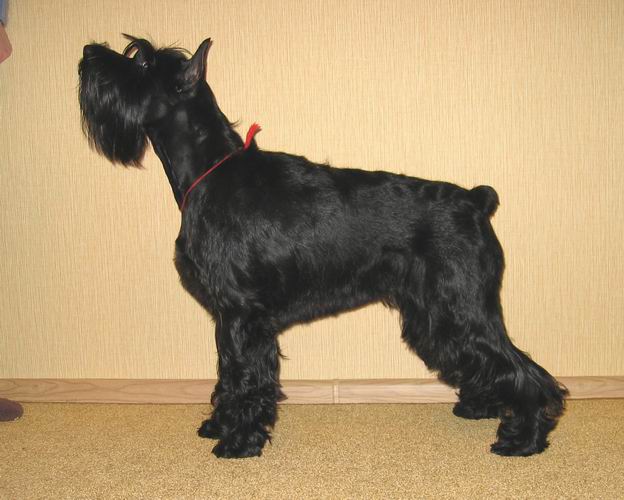 Standard chnauzer Black - 3 males 41810