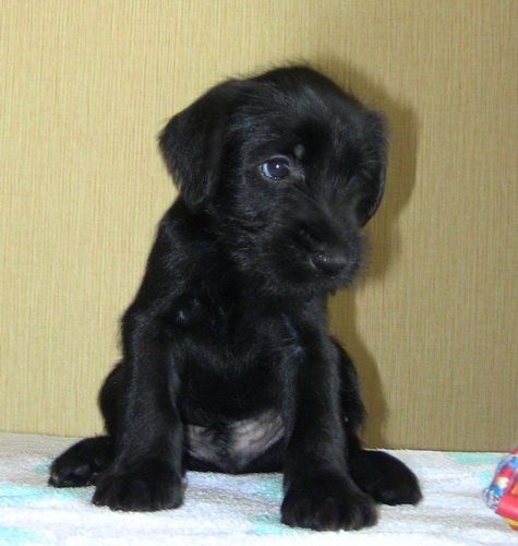 Standard chnauzer Black - 3 males Bbez1310