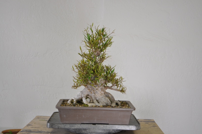 willow leave ficus  - restyle Dsc_0030