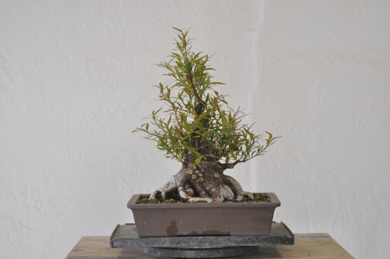 willow leave ficus  - restyle Dsc_0032