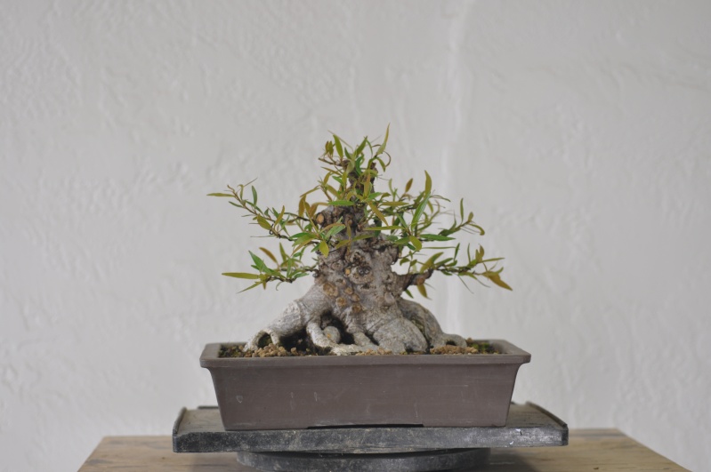 willow leave ficus  - restyle Dsc_0033