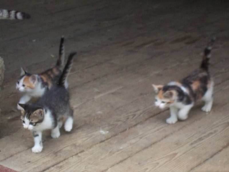 Petite minette et ses 3 chatons ! 30_jui10