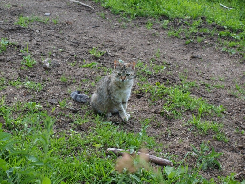 Petite minette et ses 3 chatons ! P5316511