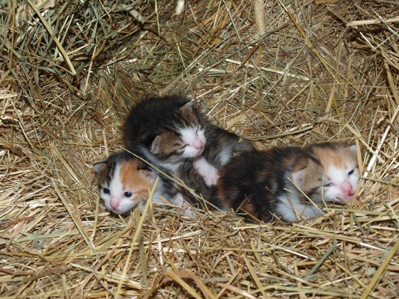 Petite minette et ses 3 chatons ! P6016610