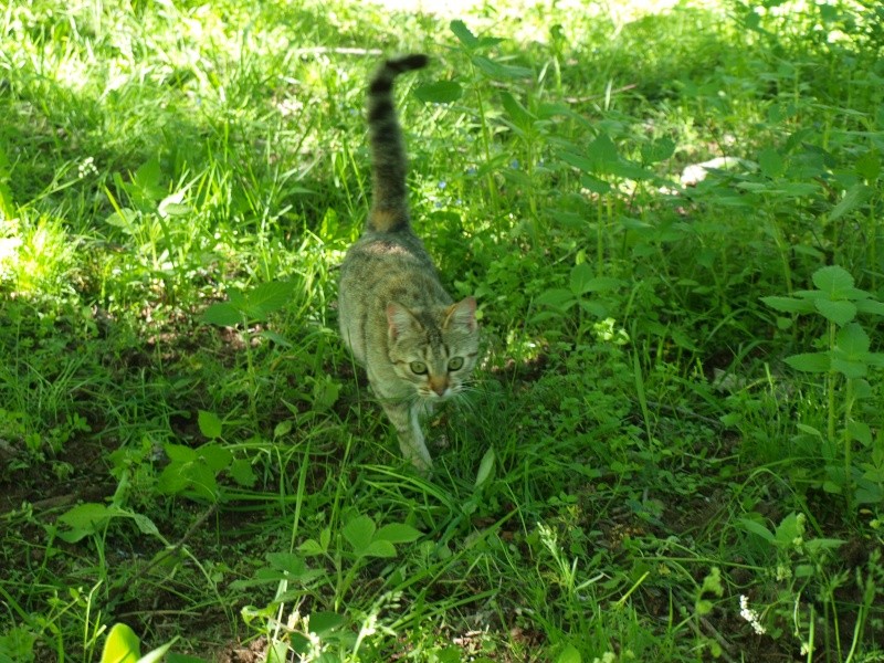 Petite minette et ses 3 chatons ! P6016615