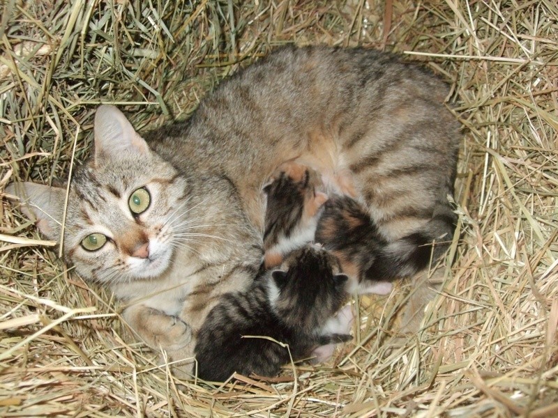 Petite minette et ses 3 chatons ! Photo_53