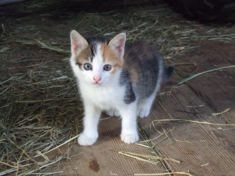 Petite minette et ses 3 chatons ! Photo_67