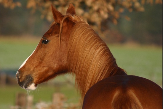 Comette-8ans-DRP Chevau19