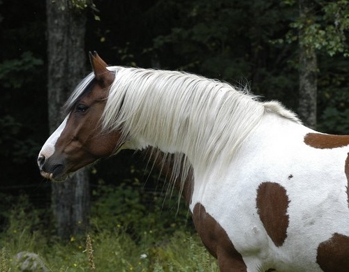 Paint horse ♞ Savannah Emotion Lockkk12